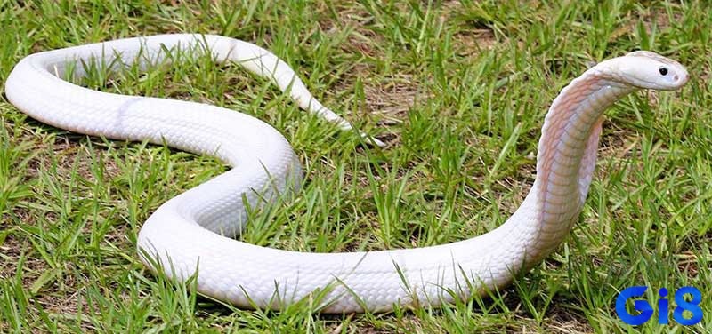 Mơ thấy rắn đuổi theo phản ánh, việc bạn đang cố tránh một vấn đề nào đó
