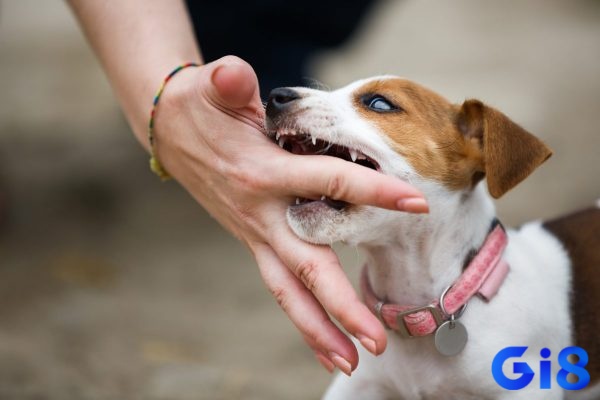 Giấc mơ chó cắn vào tay là lời cảnh báo cần thận trọng với các mối quan hệ và tình huống xung quanh.