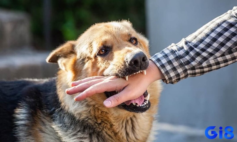 Giấc mơ chó cắn vào tay phản ánh những tổn thương cực kỳ lớn trong các mối quan hệ thân thiết