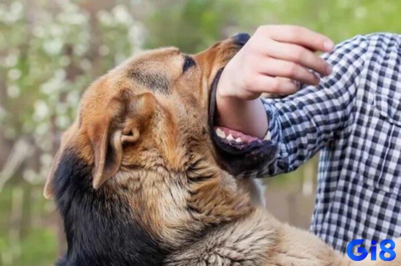 Giải mã giấc mơ chó cắn vào tay cùng các chuyên gia Gi8 ngay nhé!
