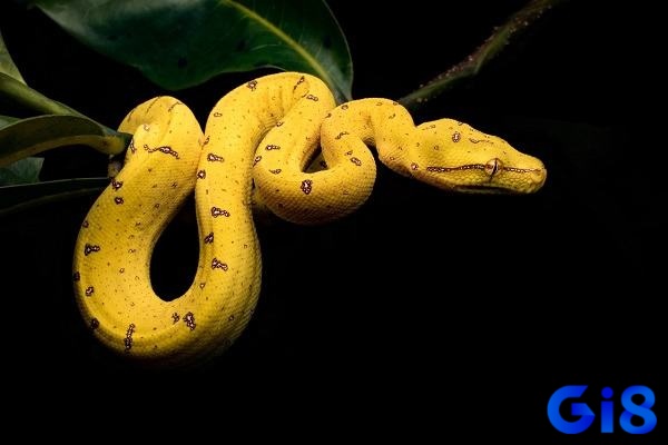 Nằm mơ rắn vàng khổng lồ dự báo về thành công 