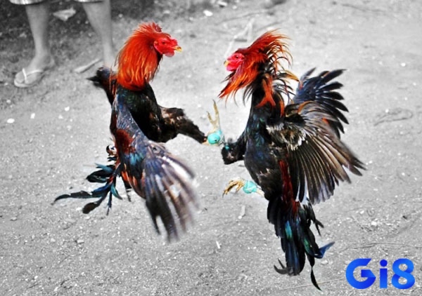 Ban tổ chức cân gà, phân hạng và giám sát người chuyên môn gắn cựa sắt đúng quy định trước trận đấu