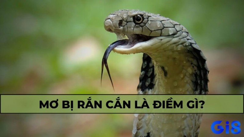 Giải giấc mơ bị rắn cắn chi tiết cùng những điềm báo và con số liên quan
