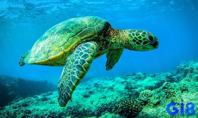 Tìm hiểu chi tiết giấc mơ thấy rùa để giải mã thông điệp từ tiềm thức