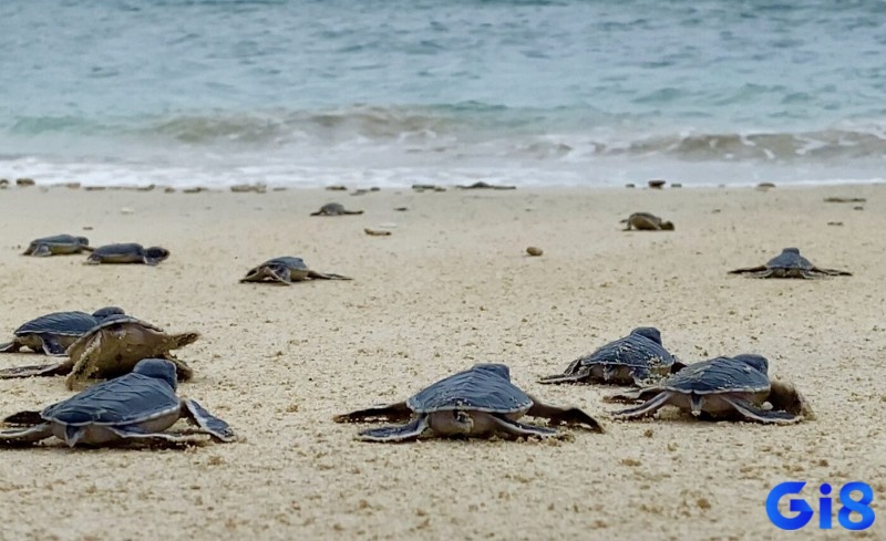 Chiêm bao là dấu hiệu của phúc khí dồi dào và vận may liên tiếp trong cuộc sống