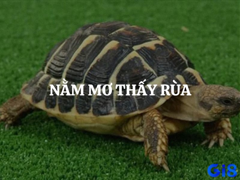 Hình ảnh rùa phản ánh những thông điệp sâu sắc về sự bền bỉ, trường thọ và may mắn