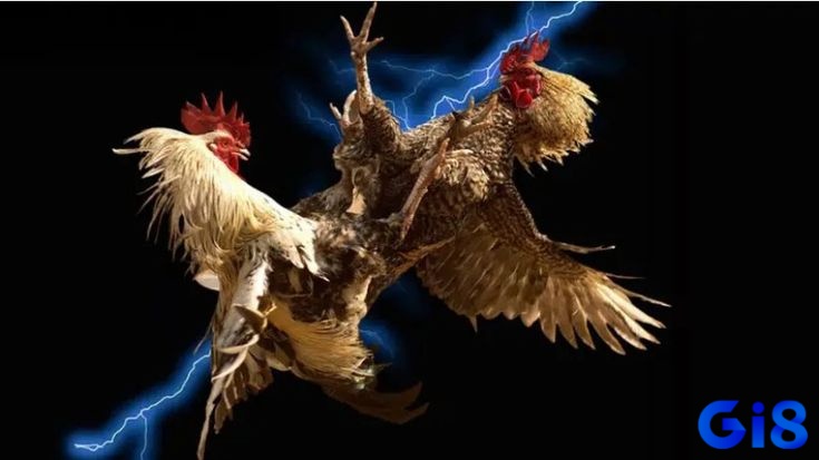 Xuất xứ của các giống gà có thể ảnh hưởng đến khả năng chiến đấu của chúng