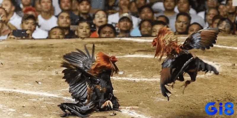 Những kinh nghiệm cược đá gà giúp bạn có thể tăng tỷ lệ thắng cược của mình khi tham gia hình thức này