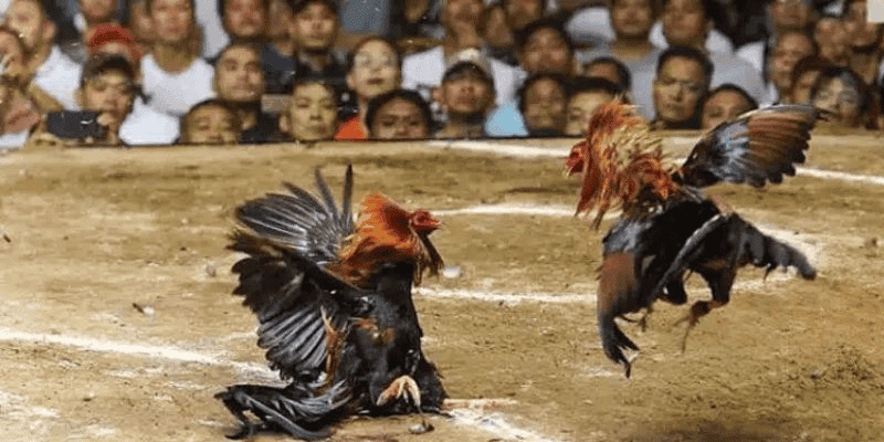 Kinh nghiệm cược đá gà - Bí quyết thắng cược hiệu quả