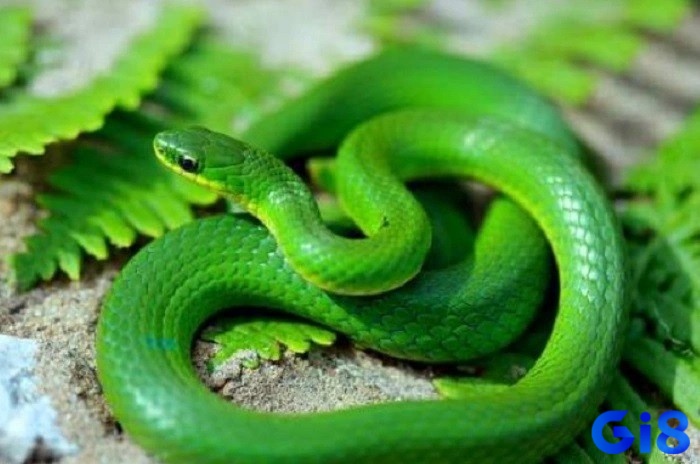 Mơ thấy rắn màu xanh là điềm báo tích cực với người nằm mơ