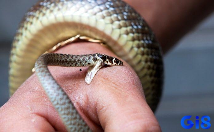 Giấc mơ thấy rắn cắn người khác thể hiện những mâu thuẫn và tranh chấp xung quanh người thân của bạn