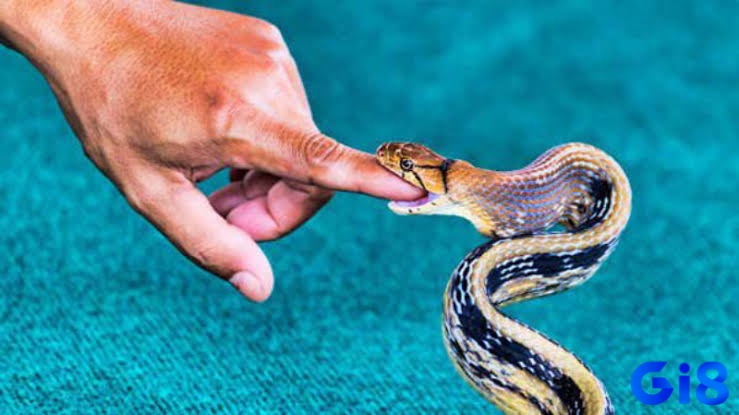 Nằm mơ bị rắn cắn đôi khi là dấu hiệu cho thấy vận đào hoa đang đến với bạn