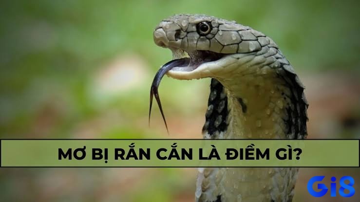 Giải giấc mơ bị rắn cắn và tìm ra thông điệp từ tiềm thức đang gửi gắm